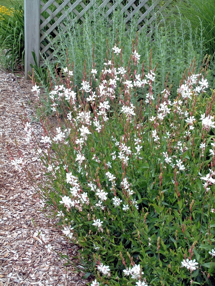 Gaura - Whirling Butterflies - Multiple Varieties from The Flower Spot Gaura - Whirling Butterflies - Multiple Varieties from The Flower Spot