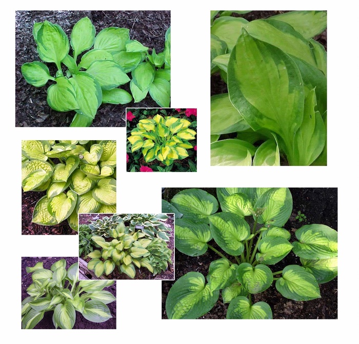 Plantain-lily - Hosta 'Multiple Varieties' from The Flower Spot Plantain-lily - Hosta 'Multiple Varieties' from The Flower Spot