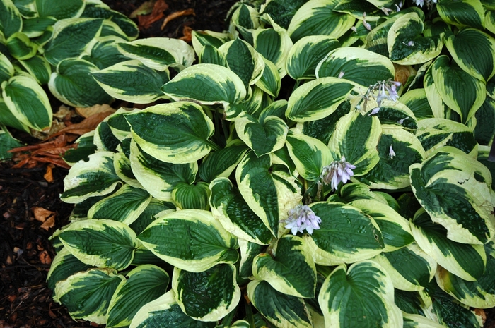 Hosta 'Wide Brim' - Hosta from The Flower Spot Hosta 'Wide Brim' - Hosta from The Flower Spot