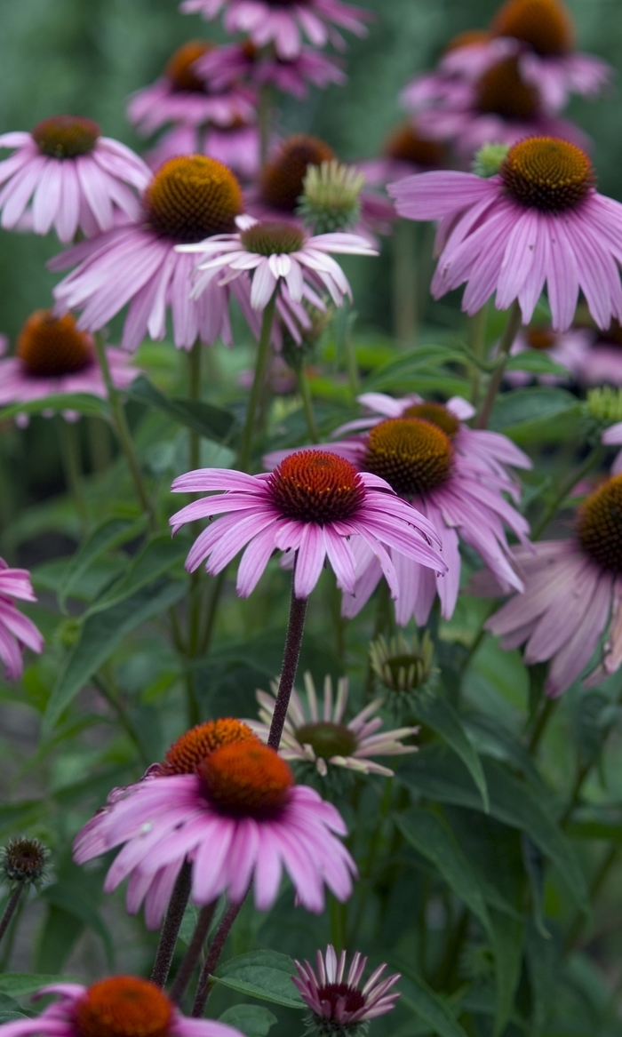 Magnus Coneflower - Echinacea 'Magnus' from The Flower Spot