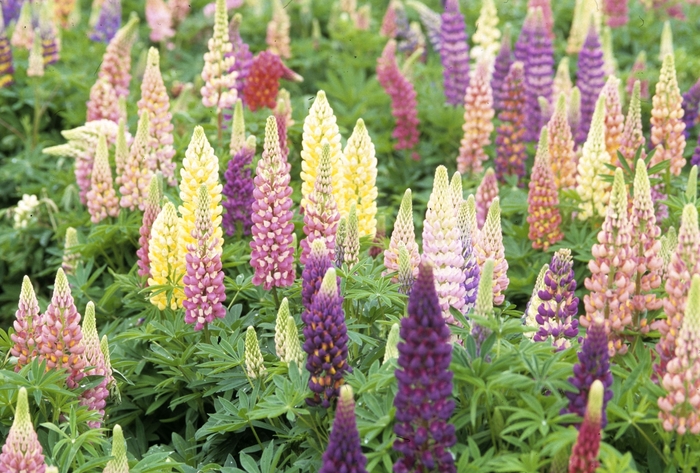 Mixed Lupine - Lupinus 'Gallery Mix' from The Flower Spot