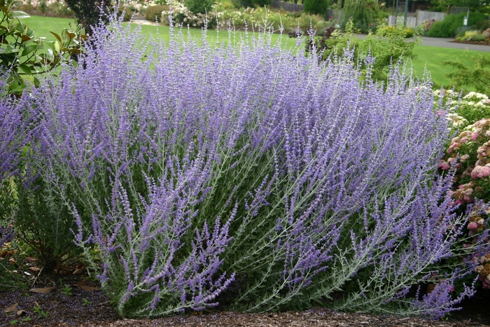 Russian Sage - Perovskia atriplicifolia from The Flower Spot