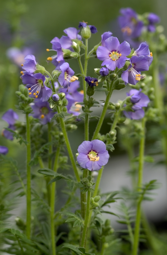 Jacob's Ladder 'Heavenly Habit' - Polemonium boreale from The Flower Spot