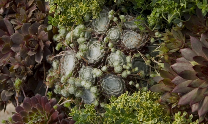 Mixed Hardy Succulents - 'Hardy Series Mixed' from The Flower Spot Mixed Hardy Succulents - 'Hardy Series Mixed' from The Flower Spot