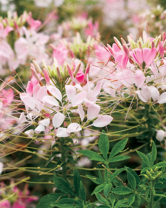 Cleome 'Spider Flower' - Cleome hassleriana 'Spider Flower' from The Flower Spot Cleome 'Spider Flower' - Cleome hassleriana 'Spider Flower' from The Flower Spot