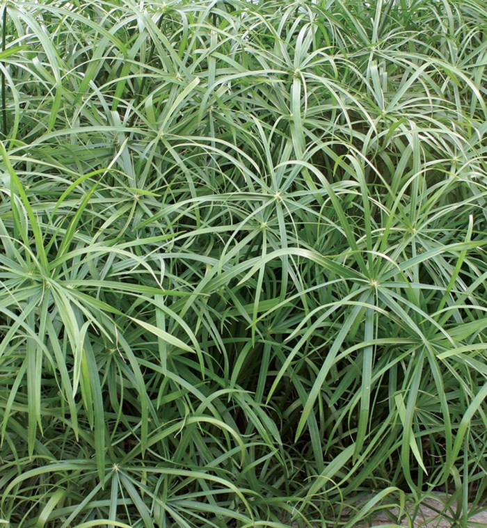 Baby Tut™ - Cyperus involucratus 'Umbrella Grass' from The Flower Spot