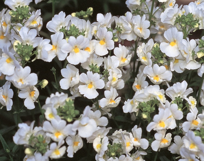 Compact Innocence® - Nemesia fruticans from The Flower Spot