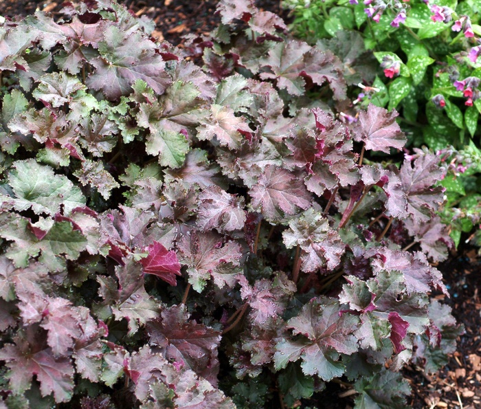 Coral Bells 'Purple Petticoats' - Heuchera from The Flower Spot