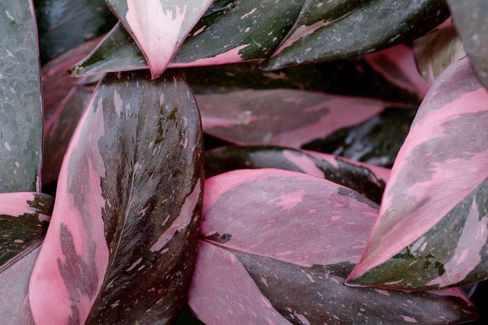 Pink Princess Philodendron - Philodendron erubescens 'Pink Princess' (Philodendron) from The Flower Spot