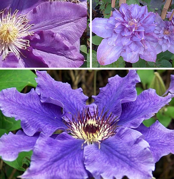 Clematis 'Vyvyan Pennell' - Clematis from The Flower Spot Clematis 'Vyvyan Pennell' - Clematis from The Flower Spot