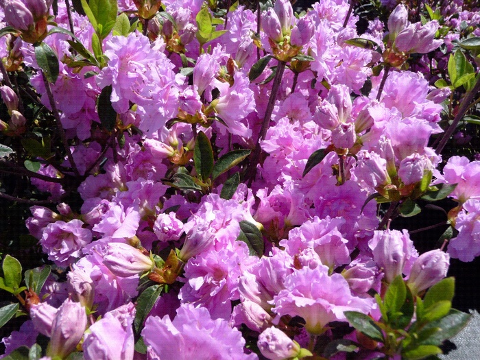 Azalea 'Elsie Lee' - Rhododendron Shammarello hybrid from The Flower Spot