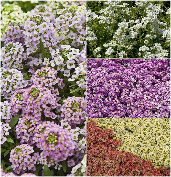 Alyssum 'Multiple Varieties' - Lobularia maritima from The Flower Spot Alyssum 'Multiple Varieties' - Lobularia maritima from The Flower Spot