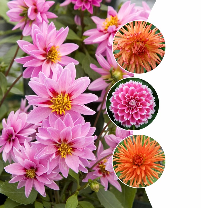 Dahlia - Multiple Varieties from The Flower Spot