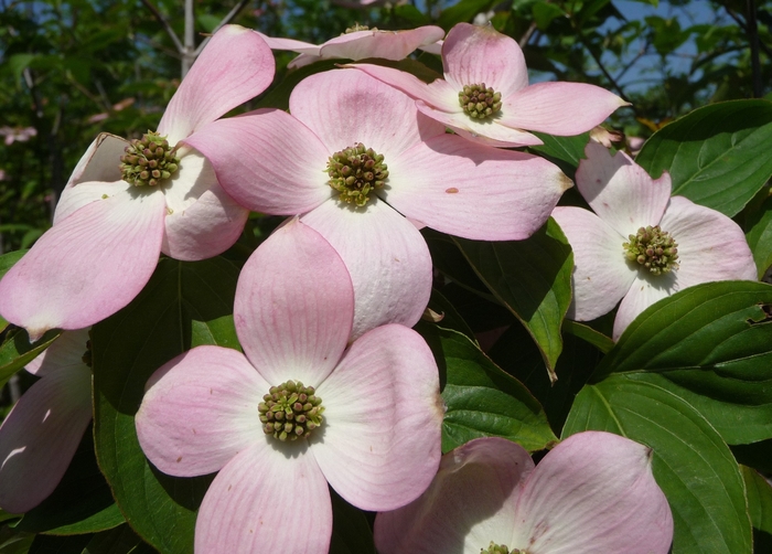 Stellar Pink™ Dogwood - Cornus x 'Stellar Pink™' from The Flower Spot