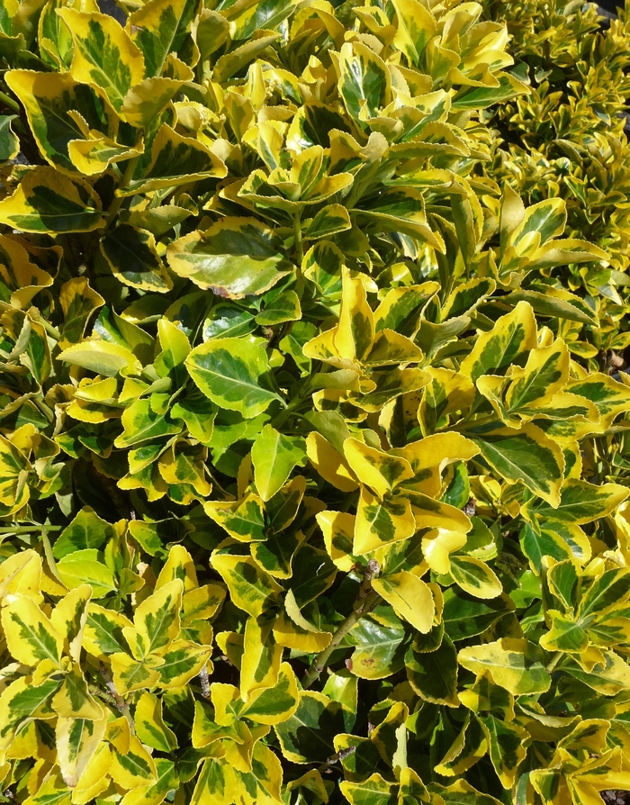 Golden Euonymus - Euonymus japonicus 'Aureo-marginatus' from The Flower Spot