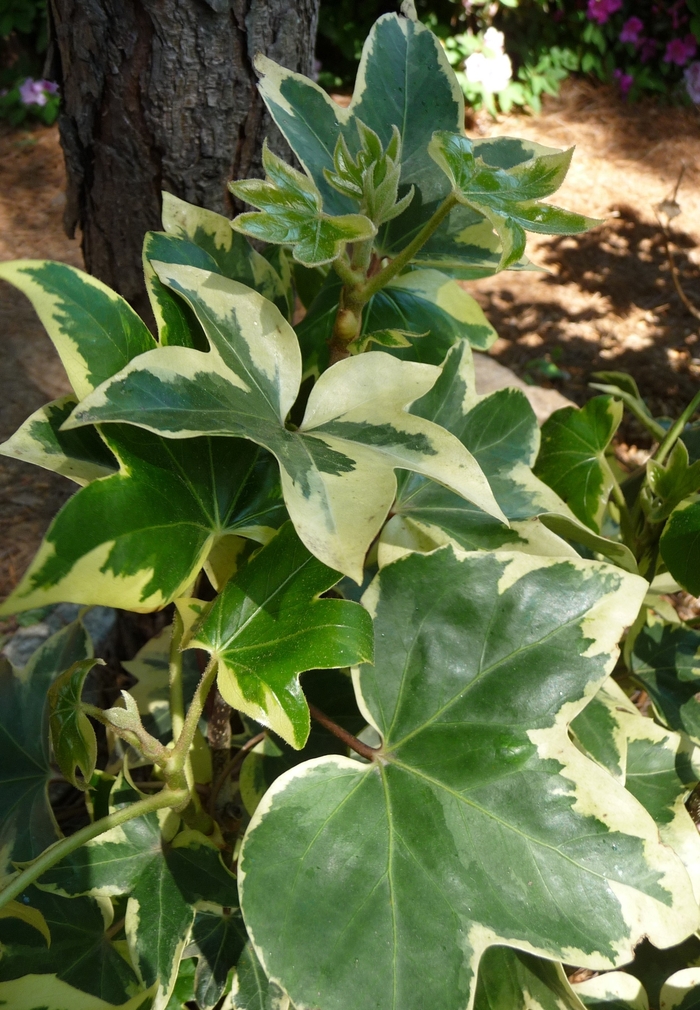Ivy 'Multiple Varieties' - Hedera from The Flower Spot Ivy 'Multiple Varieties' - Hedera from The Flower Spot