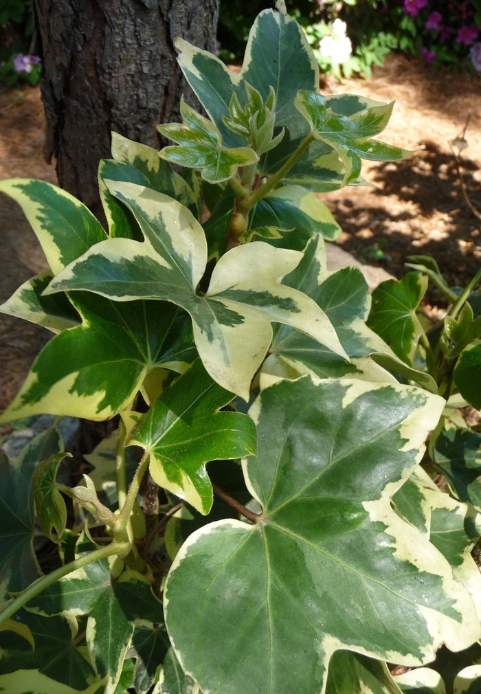 Assorted Ivy - Ivy from The Flower Spot