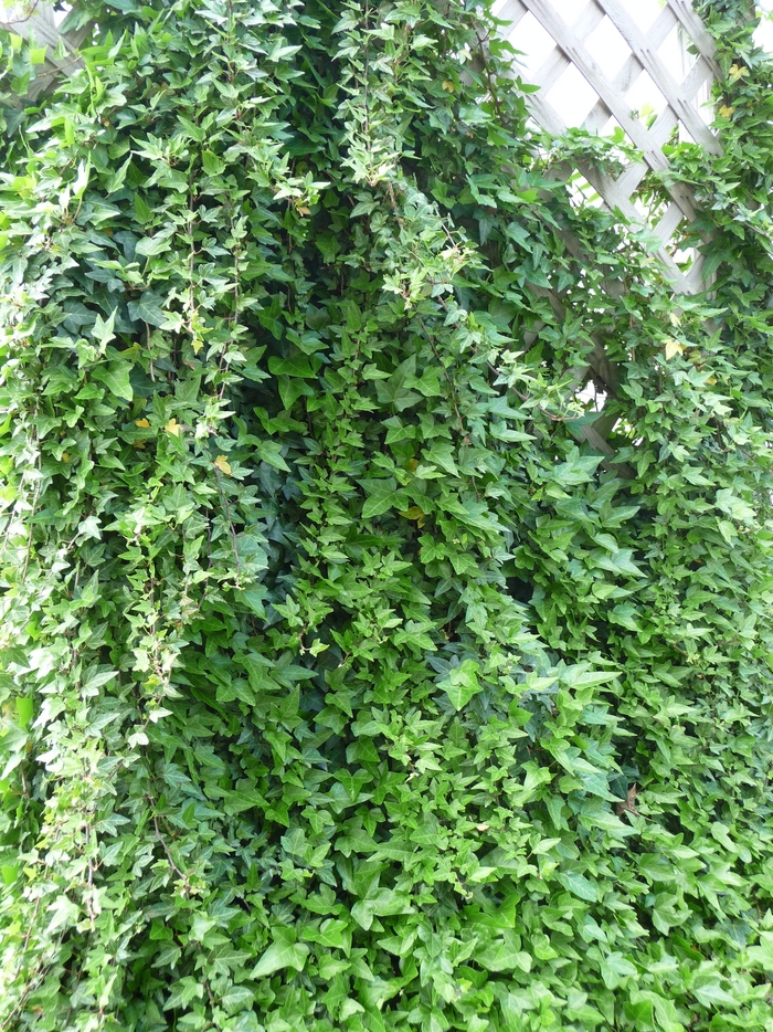 Grape Ivy - Hedera from The Flower Spot