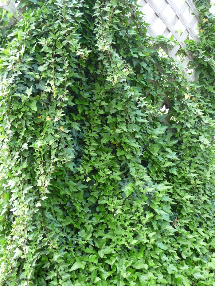 Ivy 'Grape' - Hedera helix from The Flower Spot Ivy 'Grape' - Hedera helix from The Flower Spot