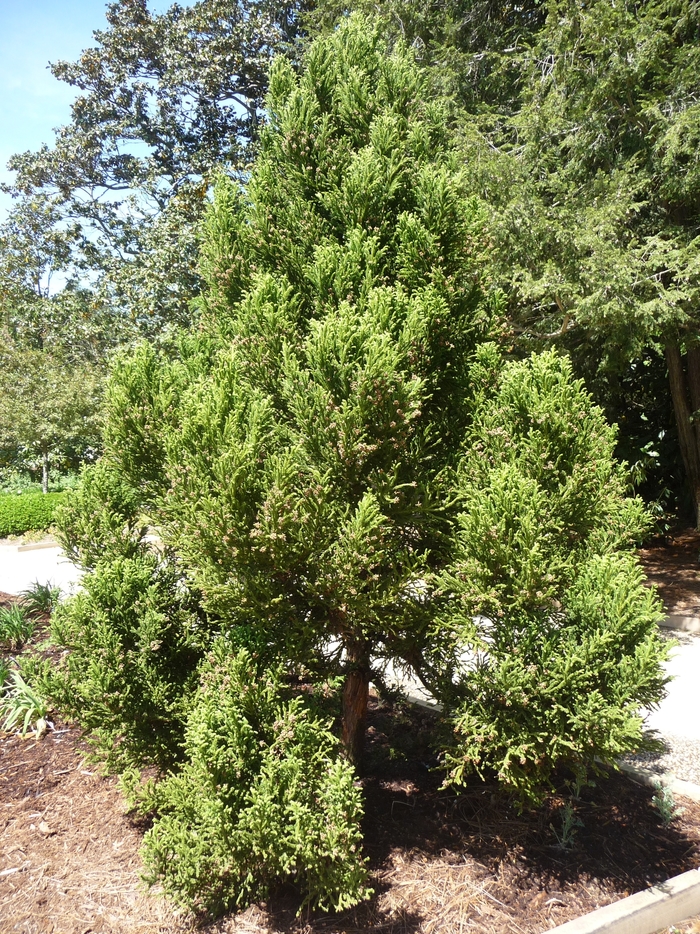 Black Dragon Cryptomeria - Cryptomeria 'Black Dragon' from The Flower Spot