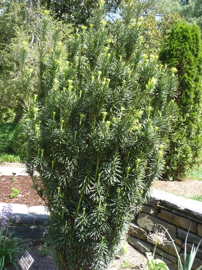 Irish Yew - Taxus baccata 'Fastigiata' from The Flower Spot