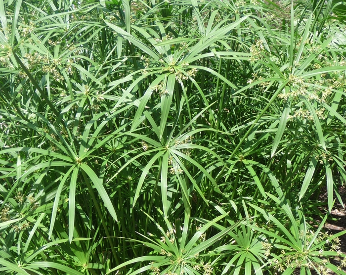 Grass 'Prince Tut' - Cyperus alternifolis from The Flower Spot Grass 'Prince Tut' - Cyperus alternifolis from The Flower Spot