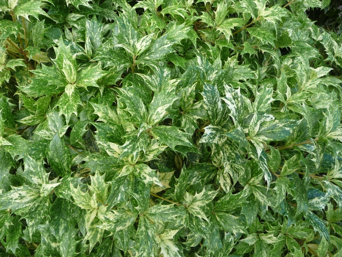 Holly 'Goshiki' - Osmanthus heterophyllus from The Flower Spot