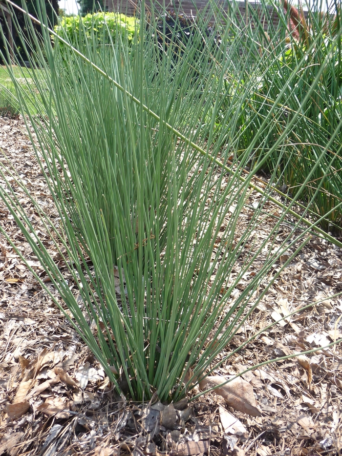 Rush - Juncus inflexus 'Blue Arrows' from The Flower Spot