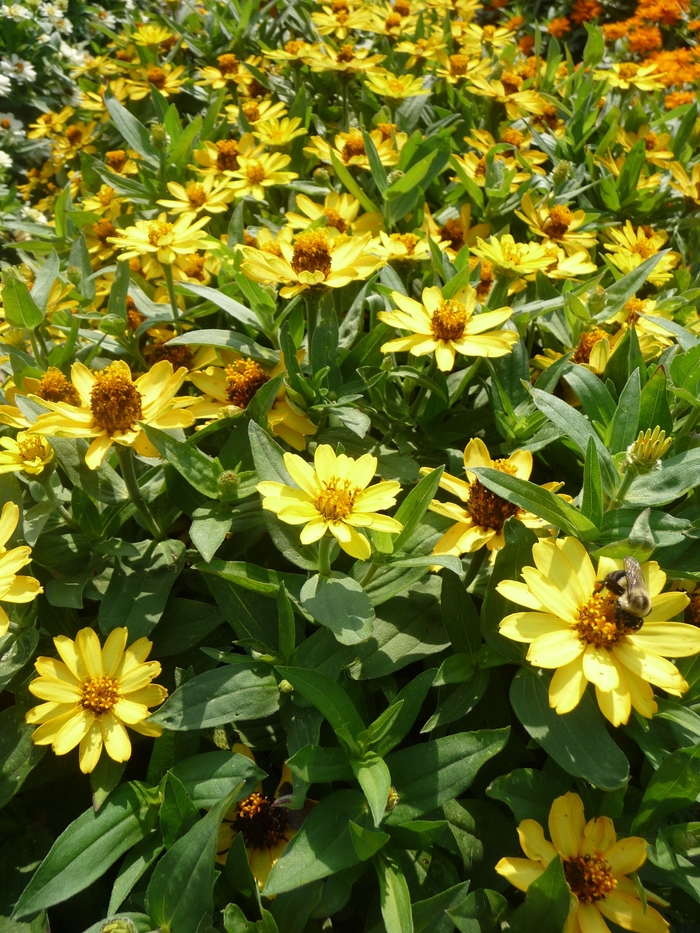 Zinnia Profusion - Zinnia hybrid 'Profusion' from The Flower Spot