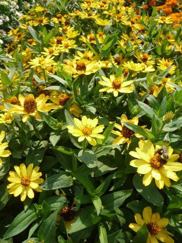 Zinnia 'Profusion Mix' - Zinnia hybrid from The Flower Spot Zinnia 'Profusion Mix' - Zinnia hybrid from The Flower Spot