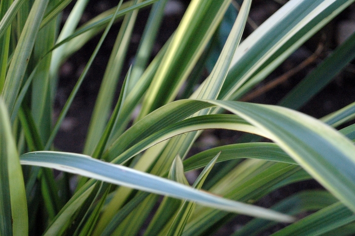 Dracaena 'Torbay Dazzler' - Cordyline (Spike) from The Flower Spot Dracaena 'Torbay Dazzler' - Cordyline (Spike) from The Flower Spot