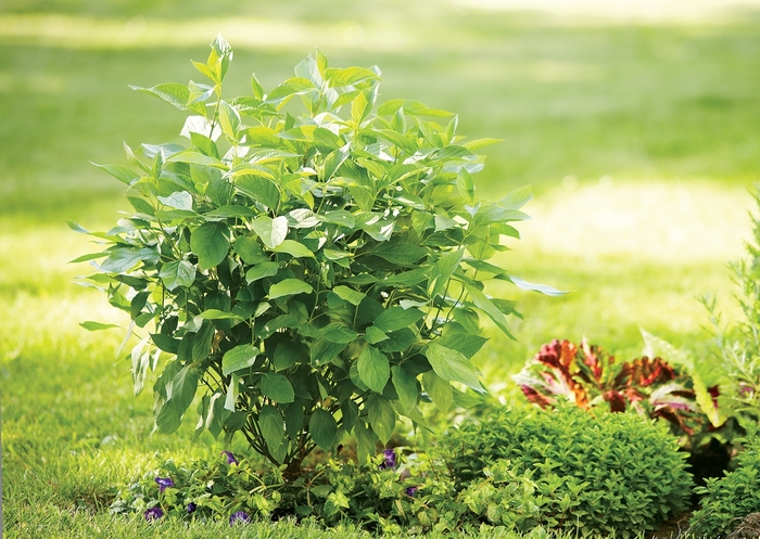 Red-Osier Dogwood - Cornus stolonifera 'Arctic Fire' from The Flower Spot