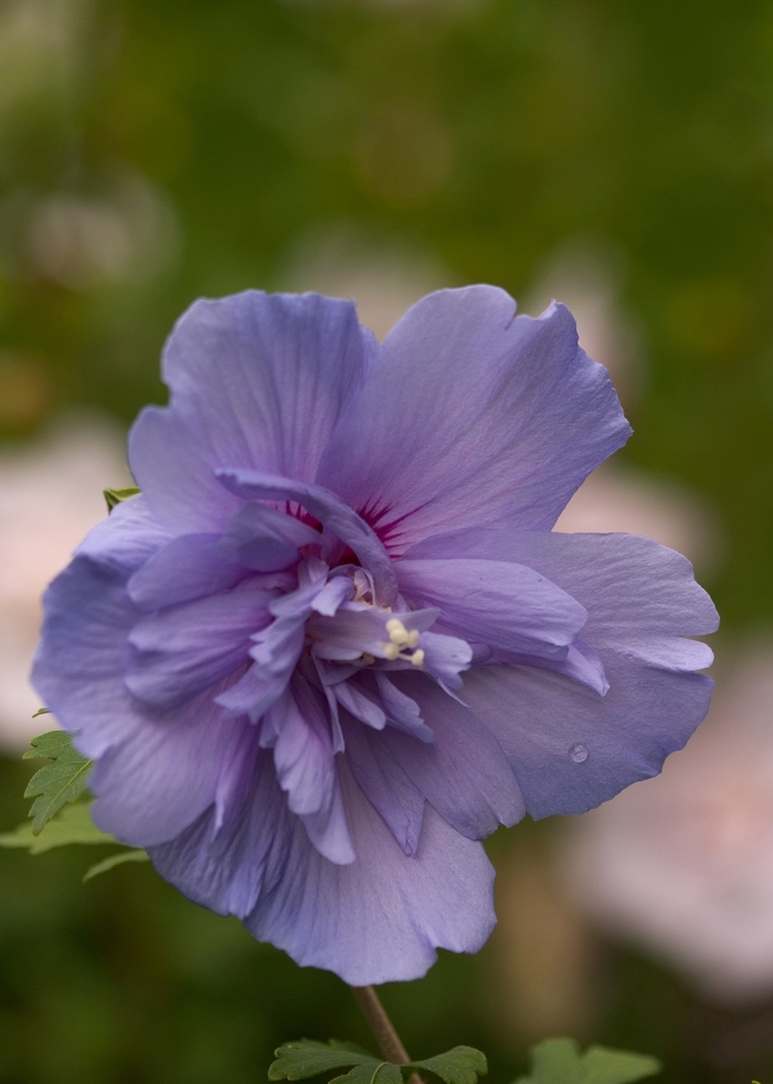 'Blue Chiffon&reg;' Rose of Sharon - Hibiscus syriacus from The Flower Spot