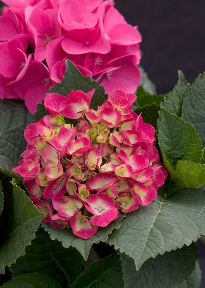 Cityline™Paris - Bigleaf Hydrangea from The Flower Spot Cityline™Paris - Bigleaf Hydrangea from The Flower Spot