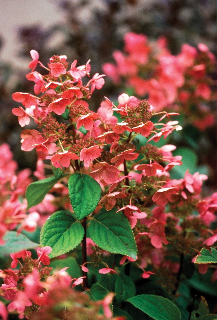 Quick Fire® - Hydrangea paniculata from The Flower Spot Quick Fire® - Hydrangea paniculata from The Flower Spot