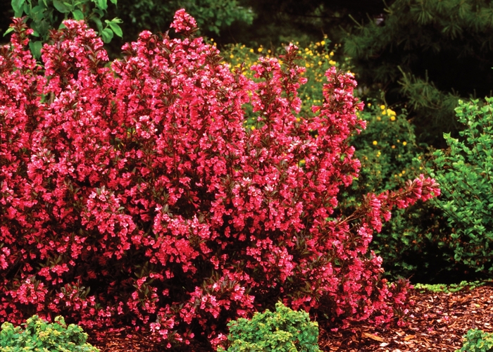 Weigela florida 'Wine & Roses®' Weigela The Flower Spot
