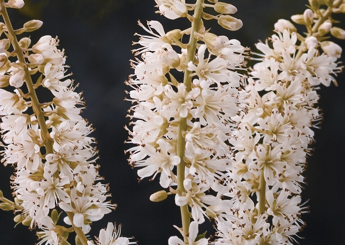 Vanilla Spice® Summersweet - Clethra alnifolia from The Flower Spot Vanilla Spice® Summersweet - Clethra alnifolia from The Flower Spot