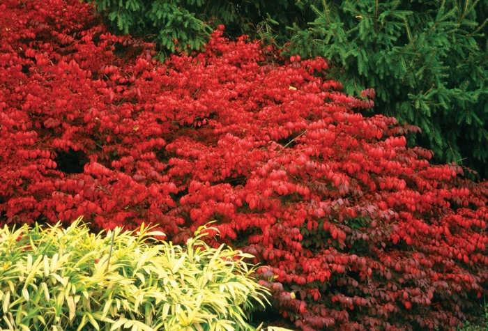Fire Ball® - Burning Bush from The Flower Spot Fire Ball® - Burning Bush from The Flower Spot