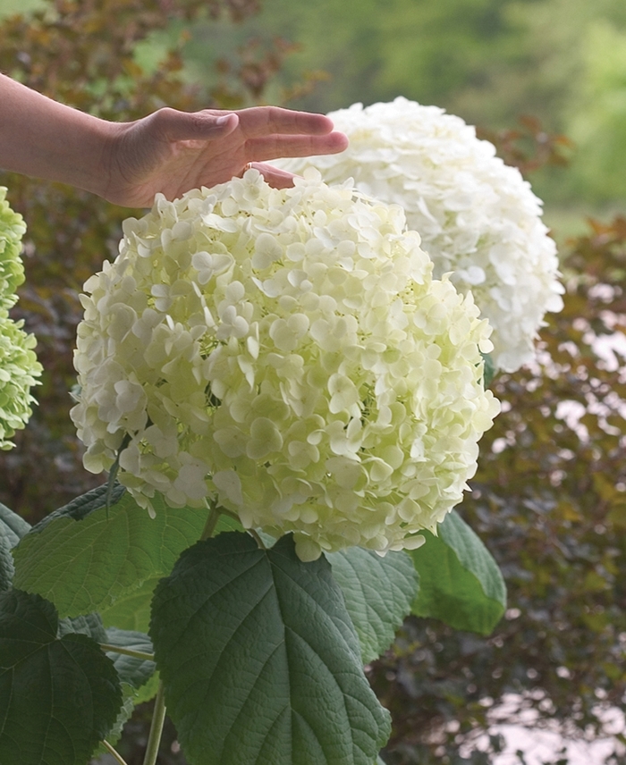 Incrediball® Smooth Hydrangea - Hydrangea arborescens from The Flower Spot