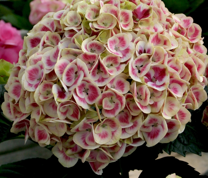 Cityline™ Mars - Hydrangea from The Flower Spot