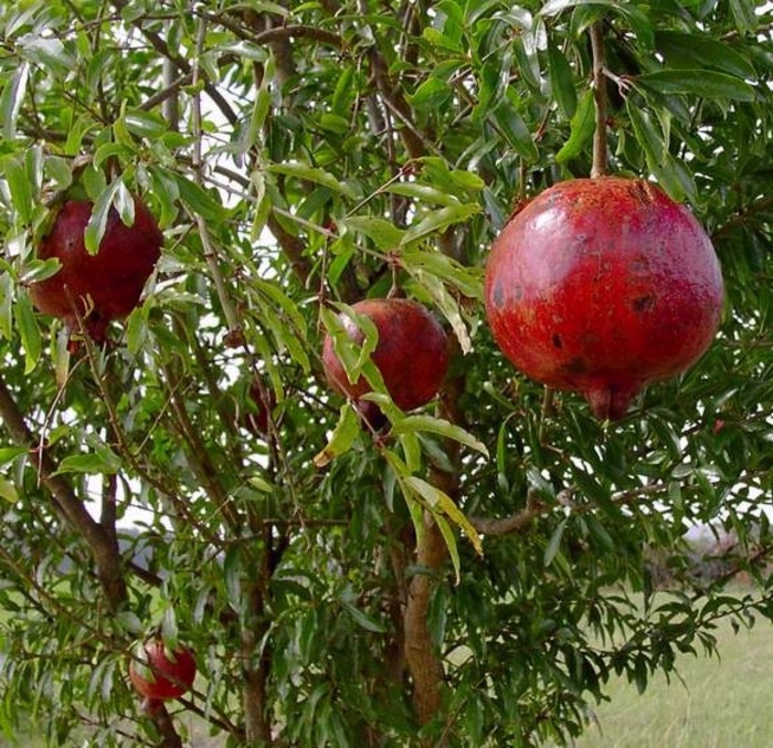 Pomegranate - Punica granatum from The Flower Spot