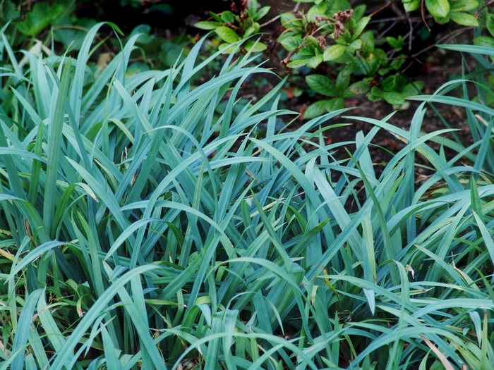 Blue Sedge - Carex 'Blue Zinger' from The Flower Spot