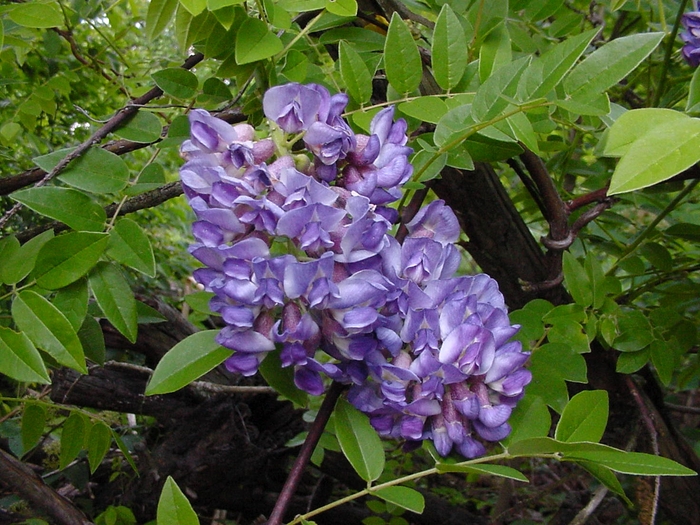 Wisteria 'Amethyst Falls' - Wistera frutescens from The Flower Spot