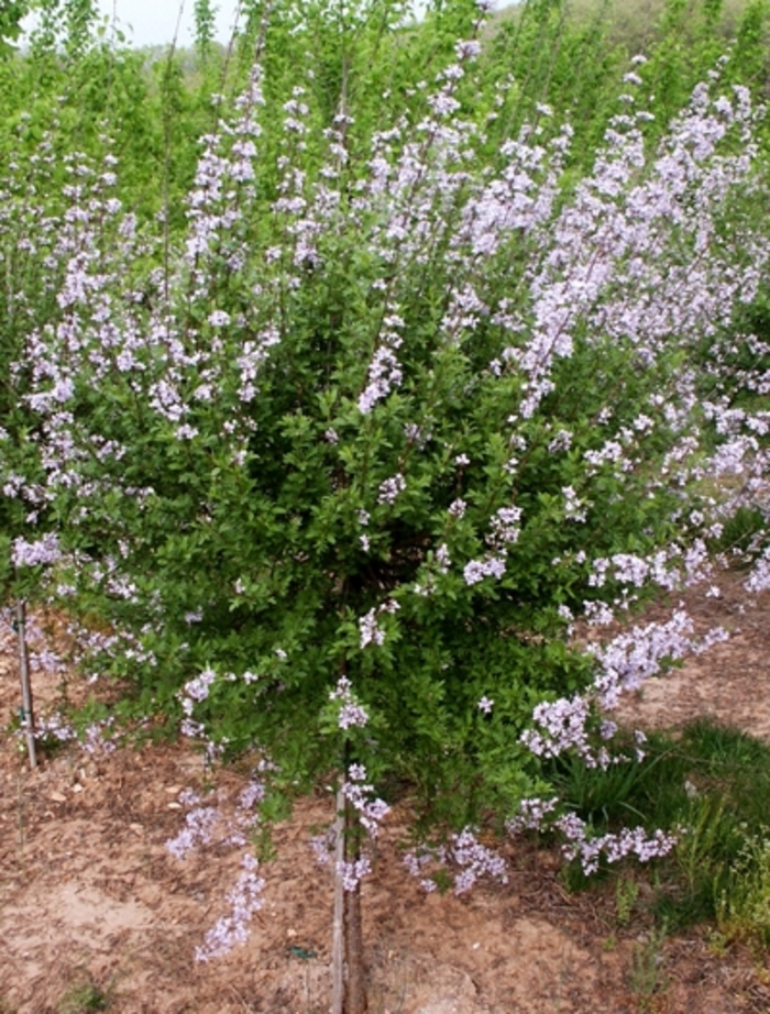 Lilac 'Cutleaf' - Syringa laciniata from The Flower Spot Lilac 'Cutleaf' - Syringa laciniata from The Flower Spot