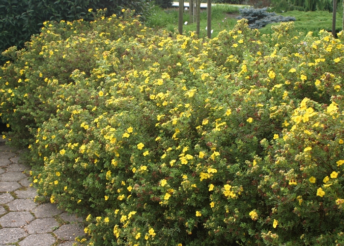 Potentilla 'Goldfinger' - Potentilla fruticosa from The Flower Spot