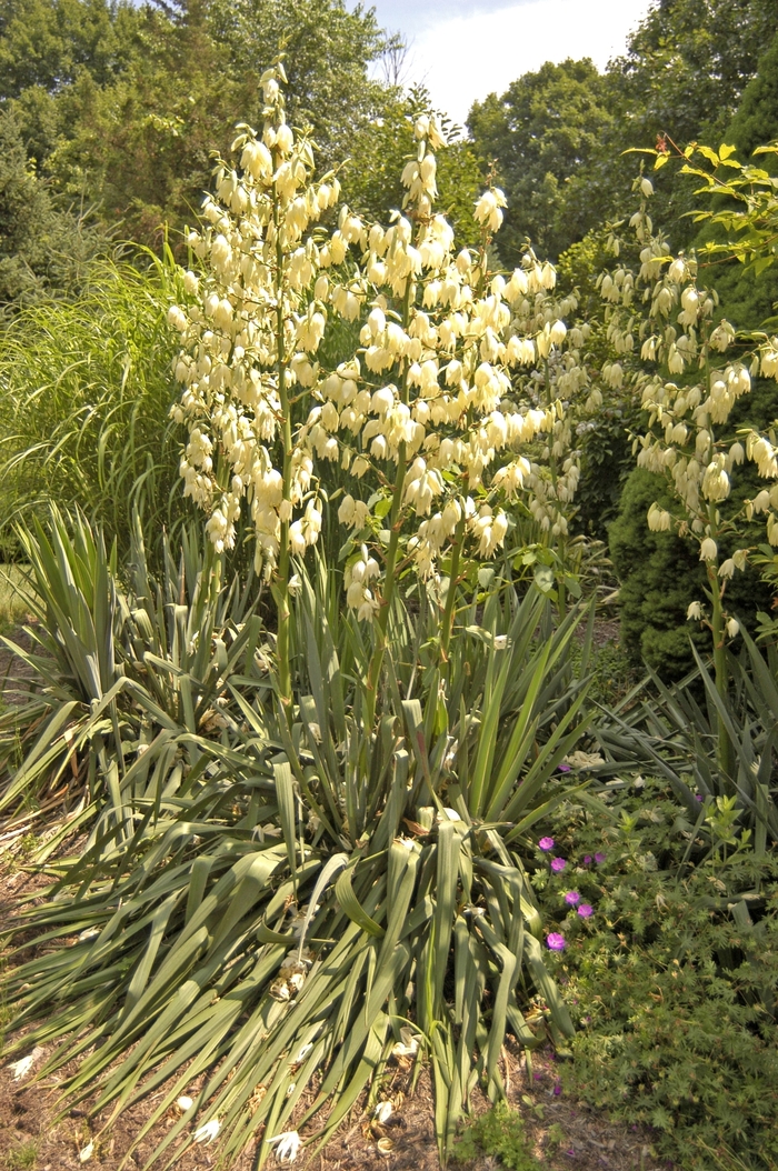 Yucca - Yucca filamentosa from The Flower Spot