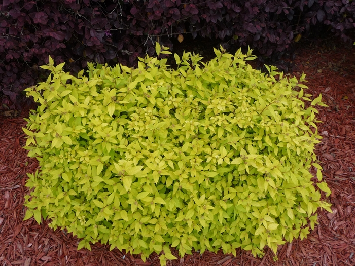 Spirea 'Goldmound' - Spiraea japonica from The Flower Spot Spirea 'Goldmound' - Spiraea japonica from The Flower Spot