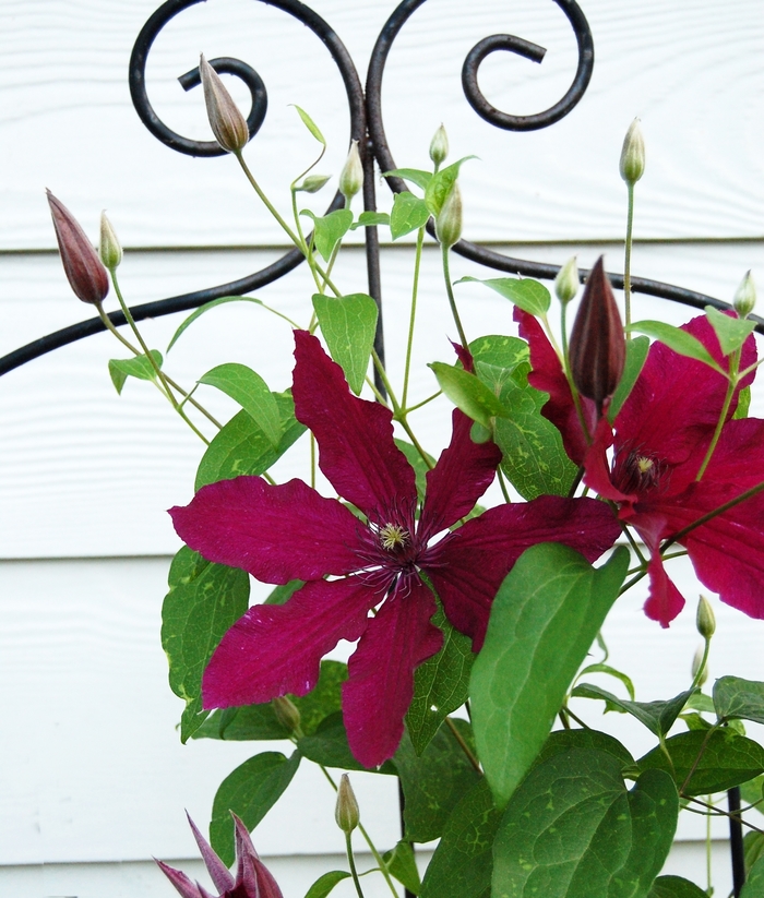 Clematis 'Ruutel' - Clematis from The Flower Spot