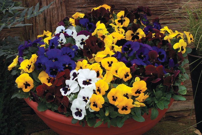 Pansy Planters - Pansy wittrockiana 'Matrix from The Flower Spot