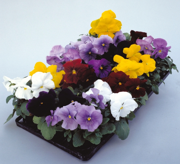Pansy - Viola wittrockiana from The Flower Spot Pansy - Viola wittrockiana from The Flower Spot